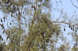 why bats almost never get cancer - bat hanging upside down