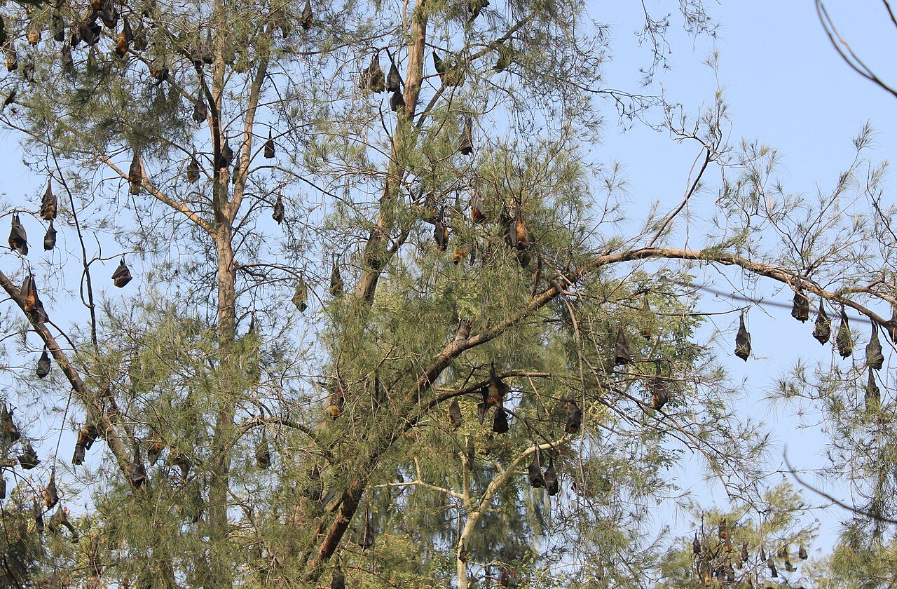 why bats almost never get cancer - bat hanging upside down