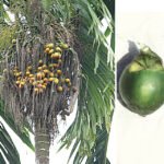 betel nut 25000 years - areca palm fruit