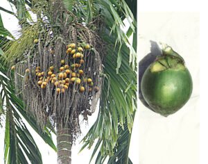 betel nut 25000 years - areca palm fruit