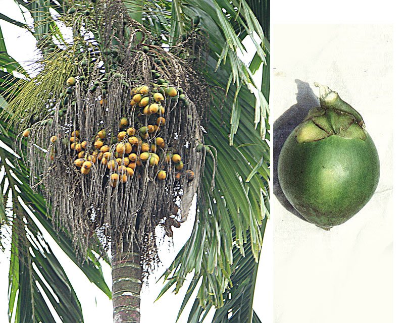 betel nut 25000 years - areca palm fruit