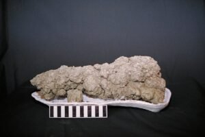 feather dinosaur poop coprolite fossil