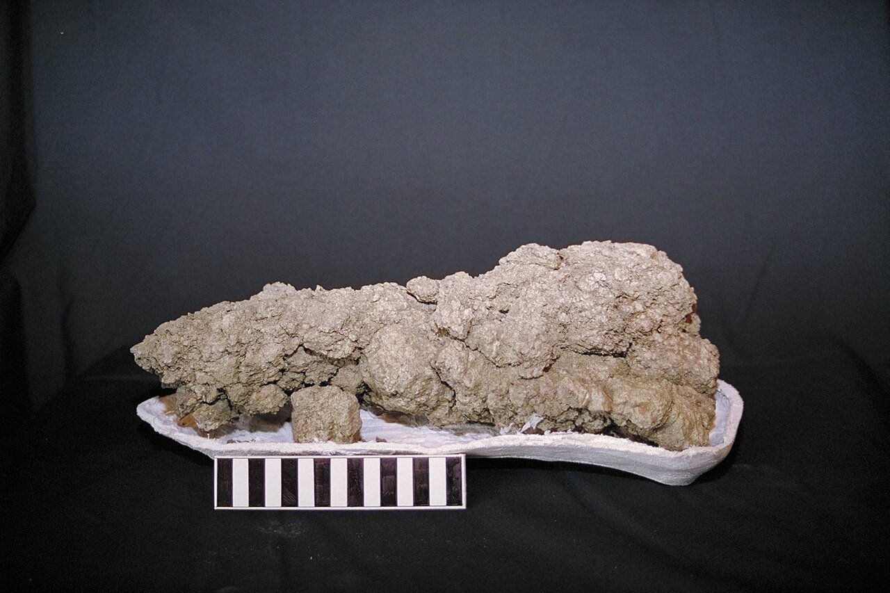 feather dinosaur poop coprolite fossil