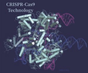 Three-dimensional structure of the CRISPR-Cas9 protein bound to guide RNA and target DNA (PDB 5Y36)