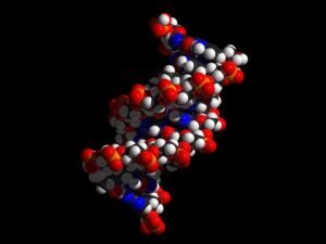 DNA double helix molecular model