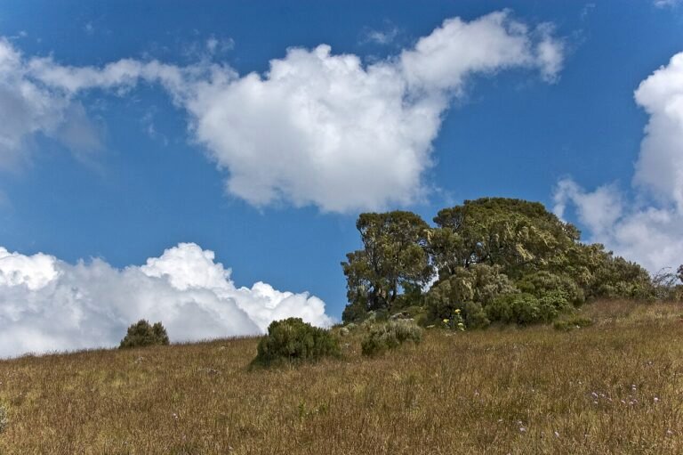 Fears of Return to Civil War as Tigray Rebels Launch Offensive in Ethiopia