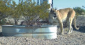 American cheetah puma relative - mountain lion in urban area