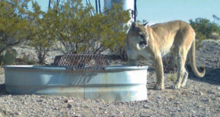 American cheetah puma relative - mountain lion in urban area