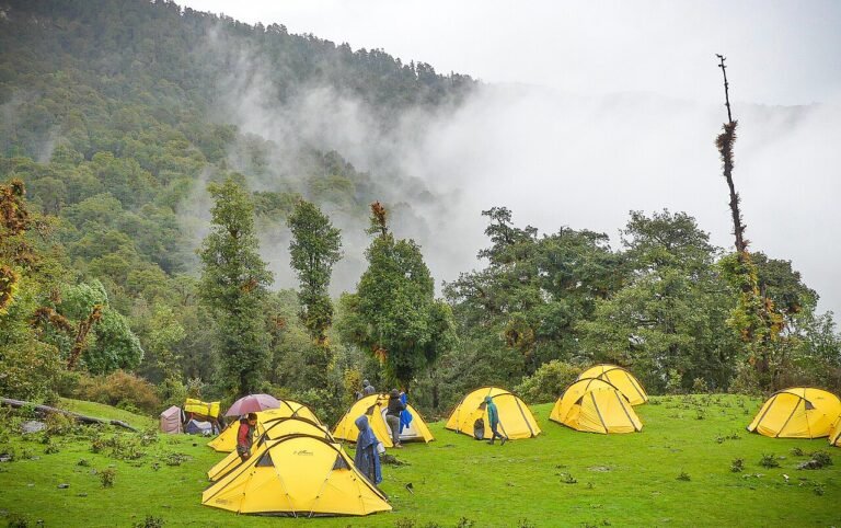 Yellow tents at a green campsite, a short holiday close to nature